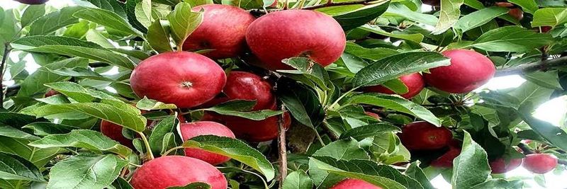 Matipou Orchards Ltd - supplier and manufacturer from 뉴질랜드