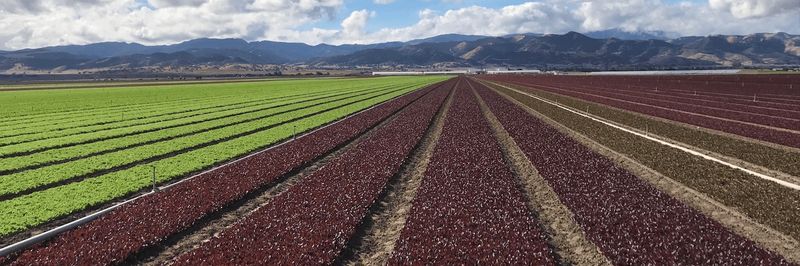 Cold Valley Farms - supplier and manufacturer from 미국
