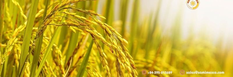Samimex Company Limited - supplier and manufacturer from 베트남