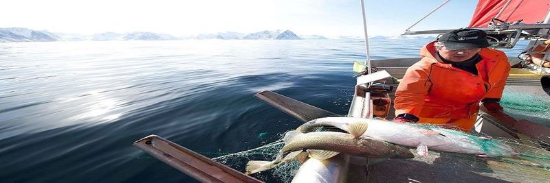 ICE FISH AS - supplier and manufacturer from 노르웨이