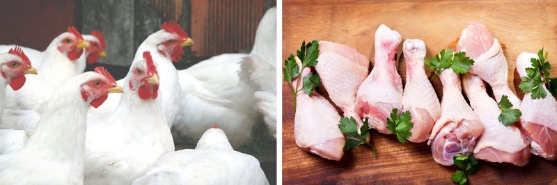 Frank Bird (Poultry) Limited - supplier and manufacturer from 영국