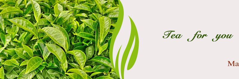 MAROYA TEA COMPANY LIMITED - supplier and manufacturer from 중국