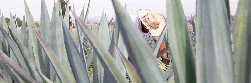 Tequila Gran Dovejo - supplier and manufacturer from Mexico