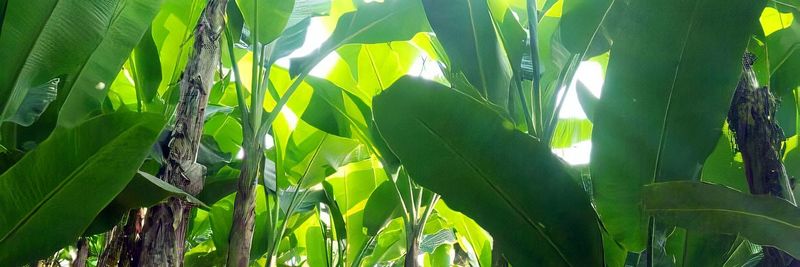 PT. Vikea Alam Nusantara - Verified supplier and manufacturer from Indonesia