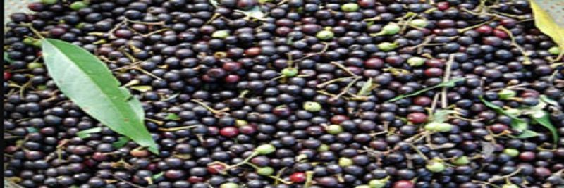 Moonflower Oils & Spices Company Limited - supplier and manufacturer from Vietnam