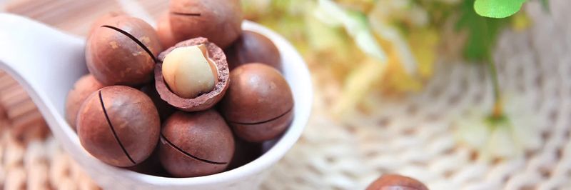 Aotea Macadamias - supplier and manufacturer from 뉴질랜드