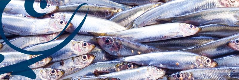 West Coast Fish Ltd - supplier and manufacturer from 핀란드