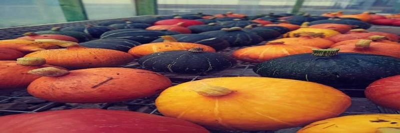 Richard's Little Farm - supplier and manufacturer from Ireland