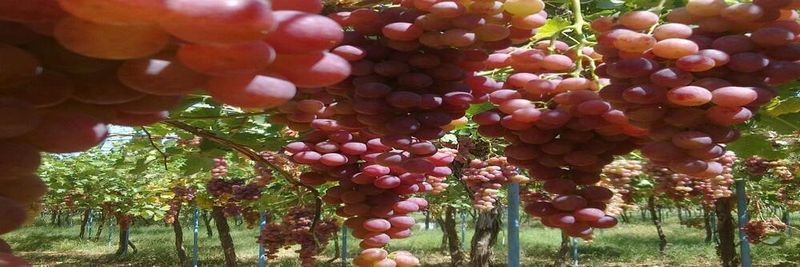 Zyoud Olive Mil - supplier and manufacturer from 요르단