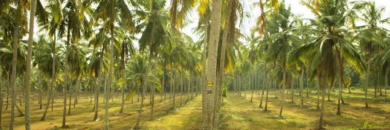 Heritage Lanka Nature Products (Pvt.) Ltd. - supplier and manufacturer from 스리랑카