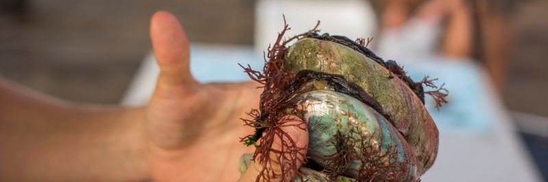 Cultured Abalone Farm - supplier and manufacturer from 미국