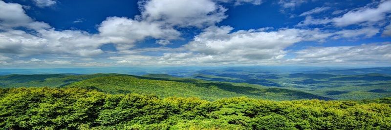 Springer Mountain Farms - supplier and manufacturer from 미국