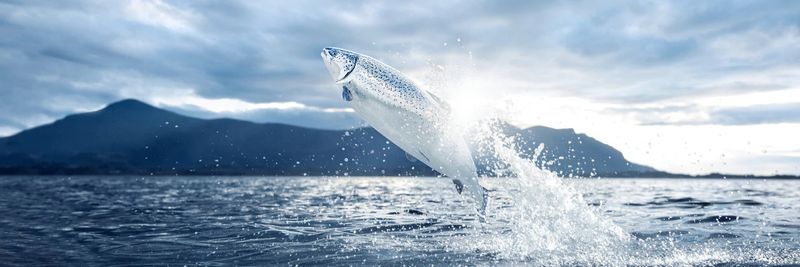 PURE NORWEGIAN SEAFOOD AS - supplier and manufacturer from Norway
