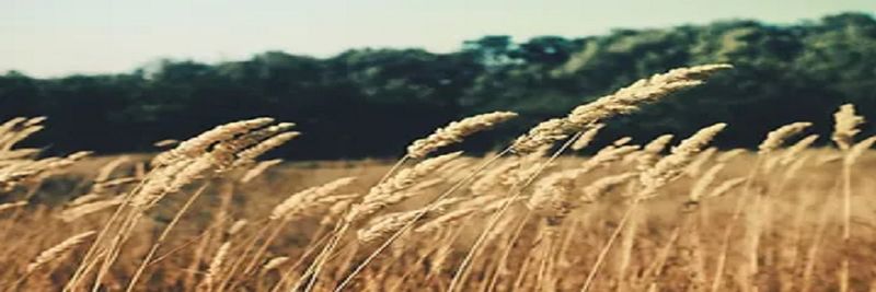 Adams Vegetable Oils - supplier and manufacturer from United States