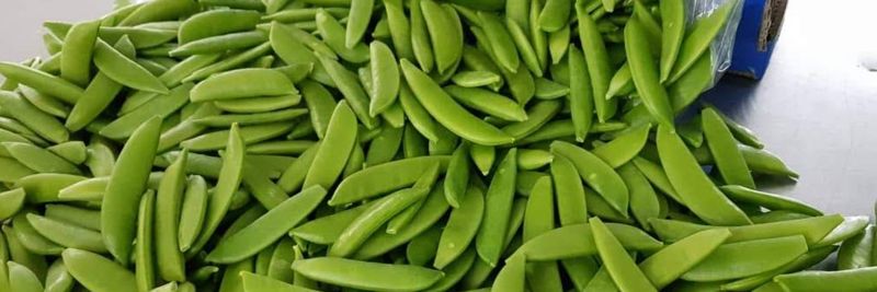 ElbeFruit UG - supplier and manufacturer from 독일