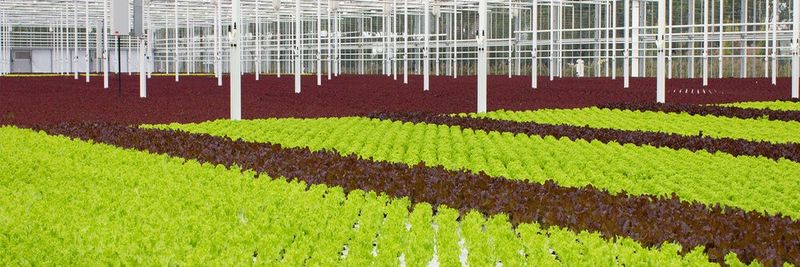 Marni Fruit B.V. - supplier and manufacturer from 네덜란드