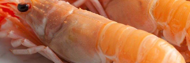ROONEY FISH - supplier and manufacturer from 영국