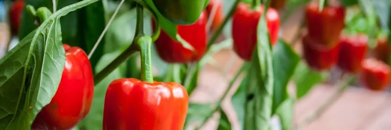 Del Mar Food Products Corp - supplier and manufacturer from United States