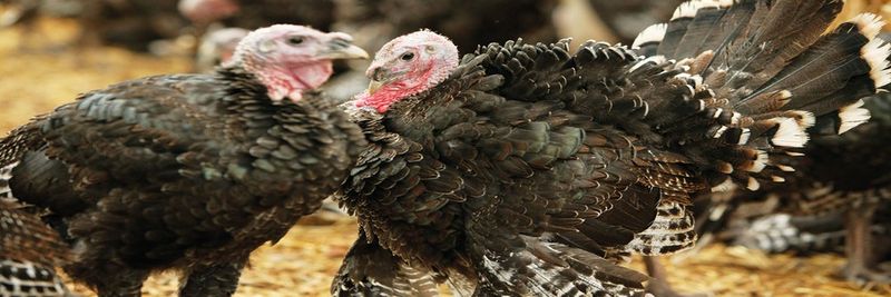 Free Range Turkeys Fahrenzhausen GmbH - supplier and manufacturer from 독일