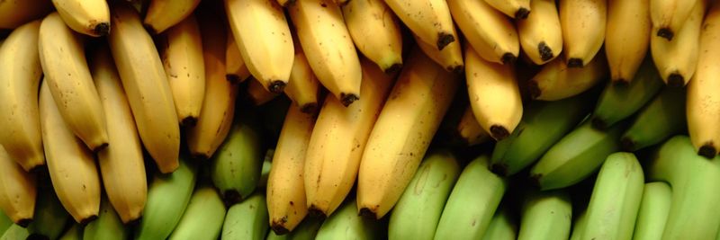 Progressive Banana Farmers of Ghana - supplier and manufacturer from Ghana