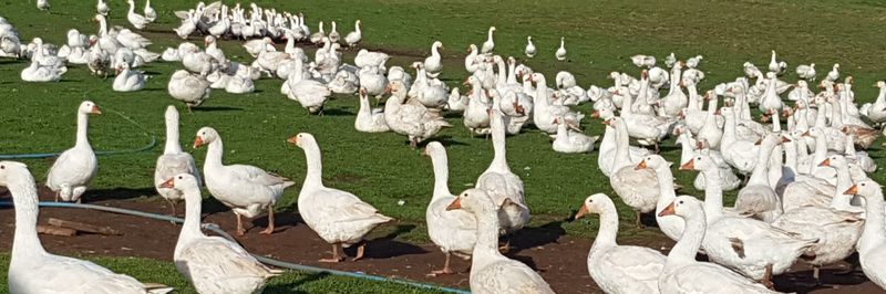 Otter Valley Poultry Limited - supplier and manufacturer from 영국