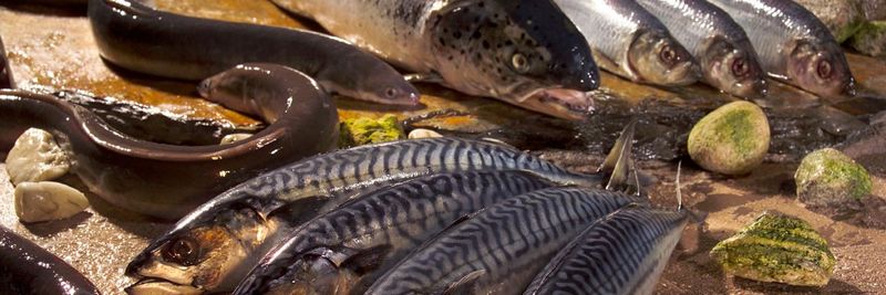 Rassau Seafood GmbH - supplier and manufacturer from 독일