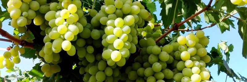 Nour Fruit - supplier and manufacturer from Tunisia