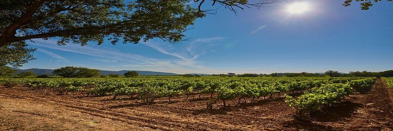 Domaine du Loou - Vin de Provence - supplier and manufacturer from 프랑스