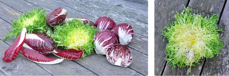 Salad Farm LLC, The - supplier and manufacturer from 미국