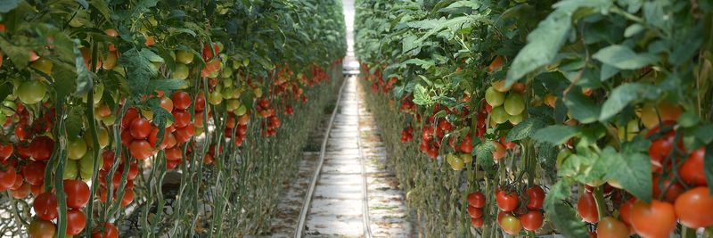 Mira Fresh - supplier and manufacturer from 튀르키예