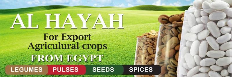 AL HAYAH FOR IMPORT AND EXPORT - supplier and manufacturer from 이집트