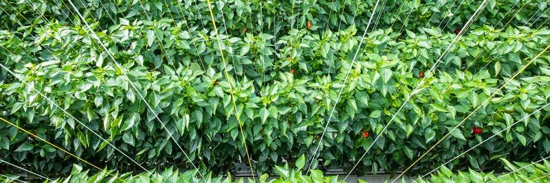 DRAMA GREENHOUSES SA - supplier and manufacturer from 그리스
