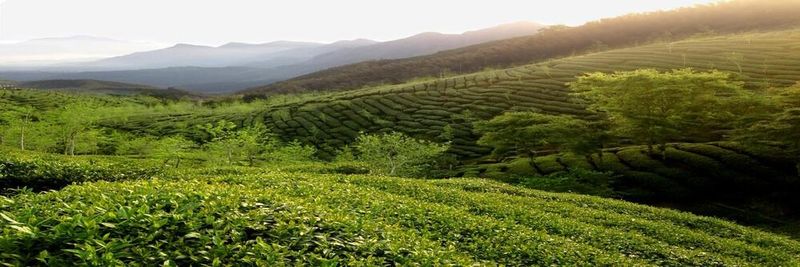 Yoshan Tea Co.,Ltd. - supplier and manufacturer from 대만