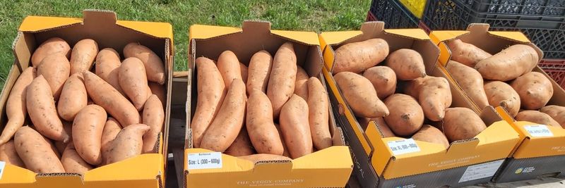 Atlantic Sun Farms - Unipessoal Lda - supplier and manufacturer from 포르투갈
