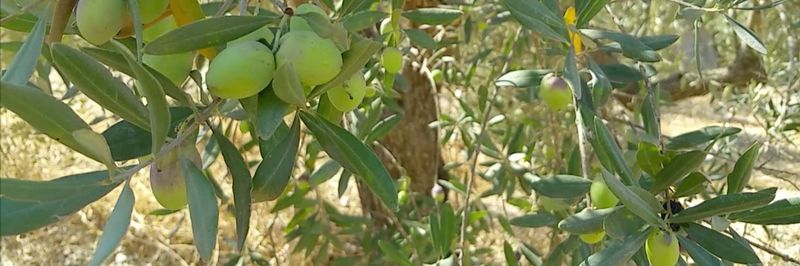 Zeituon Olive Oil - supplier and manufacturer from 레바논