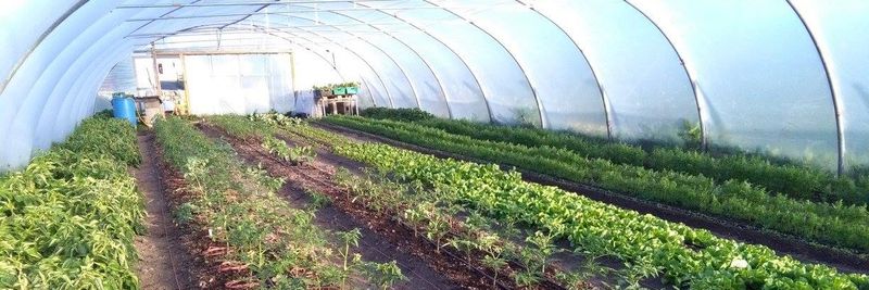 The Savage Garden - supplier and manufacturer from Ireland