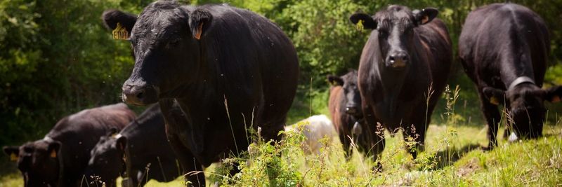 La ferme des Pelissone - supplier and manufacturer from 프랑스