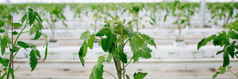 Huron Produce Ltd. - supplier and manufacturer from 미국