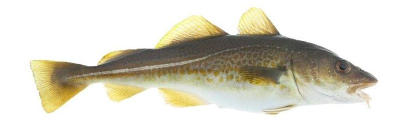 STÅLE NILSEN SEAFOOD AS - supplier and manufacturer from Norway