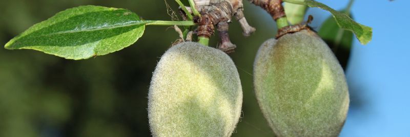 Treehouse California Almonds, LLC - supplier and manufacturer from 미국