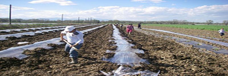 OLGA KIZIRIDOU FRUIT EXPORT-GREECE WASSERMELONEN - supplier and manufacturer from Greece