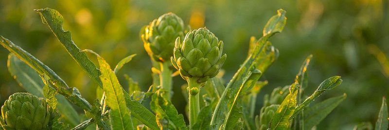 Ocean Mist Farms - supplier and manufacturer from United States