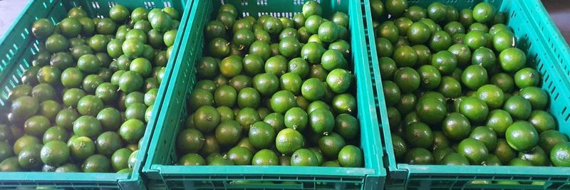 Frutasma - supplier and manufacturer from 브라질