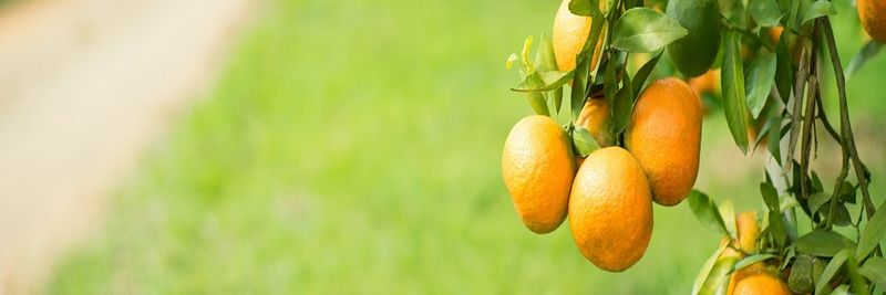 Magrabi Agriculture - supplier and manufacturer from 이집트
