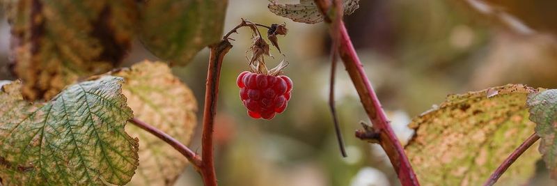 Eco Berry Farm - supplier and manufacturer from 우크라이나