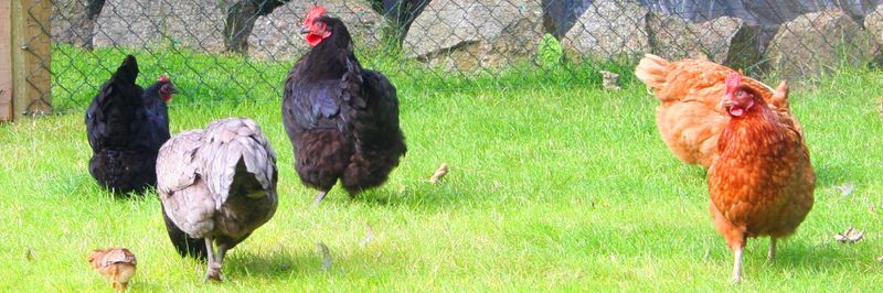 Featherfield Farm - supplier and manufacturer from Ireland