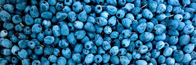 Cascade Fruit Growers LLC - supplier and manufacturer from 미국