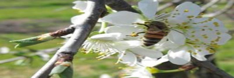 California Prune Growers  Marketing Association - supplier and manufacturer from United States