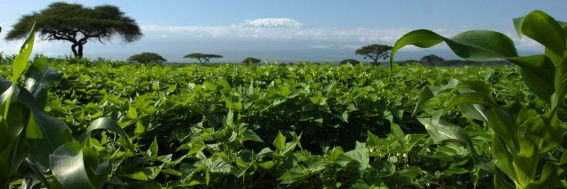 Ngong Veg Kenya Ltd - supplier and manufacturer from Kenya