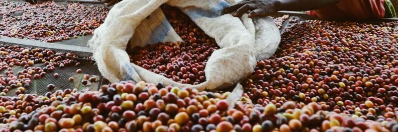Muraho Trading Co. Ltd - supplier and manufacturer from Rwanda